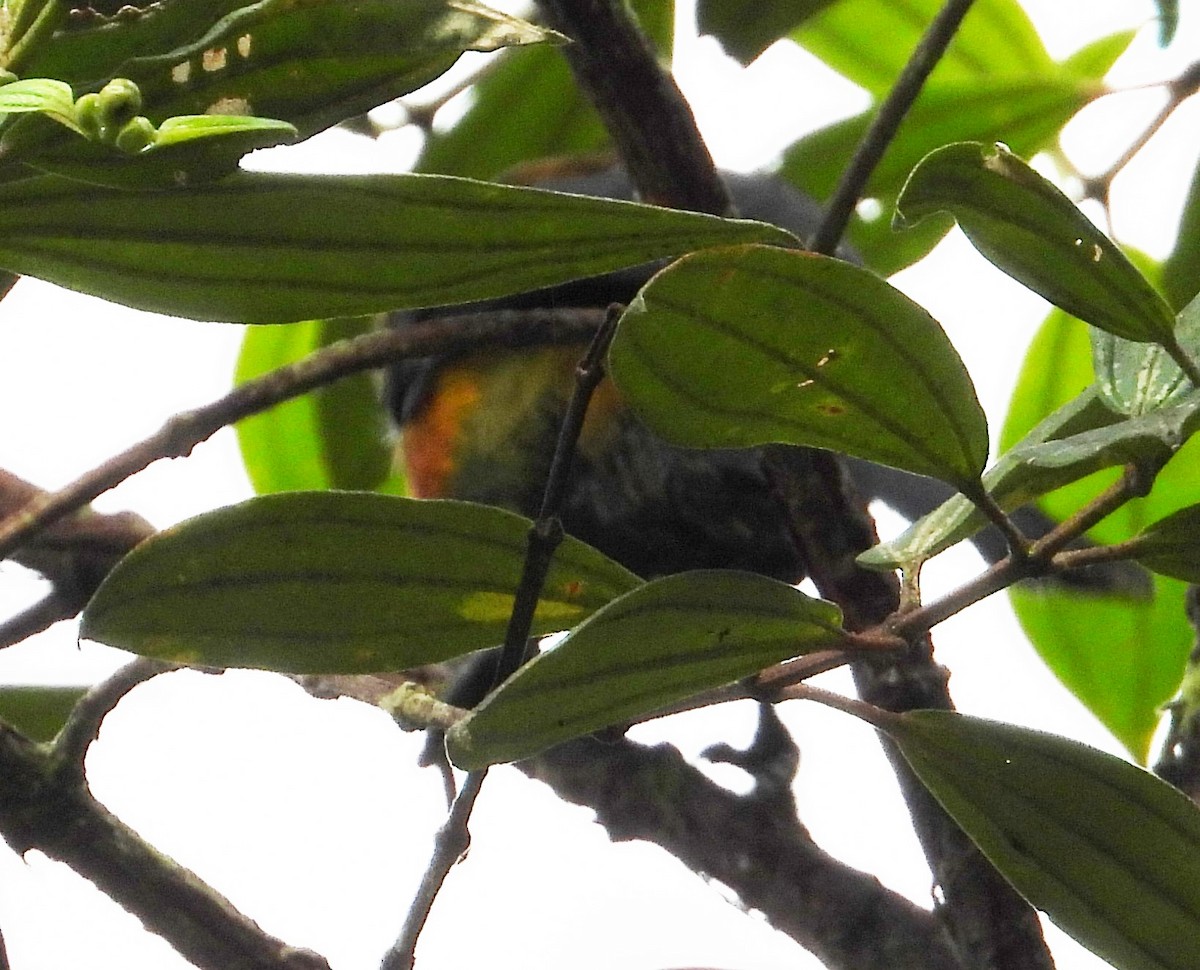 Toucan Barbet - ML512773221