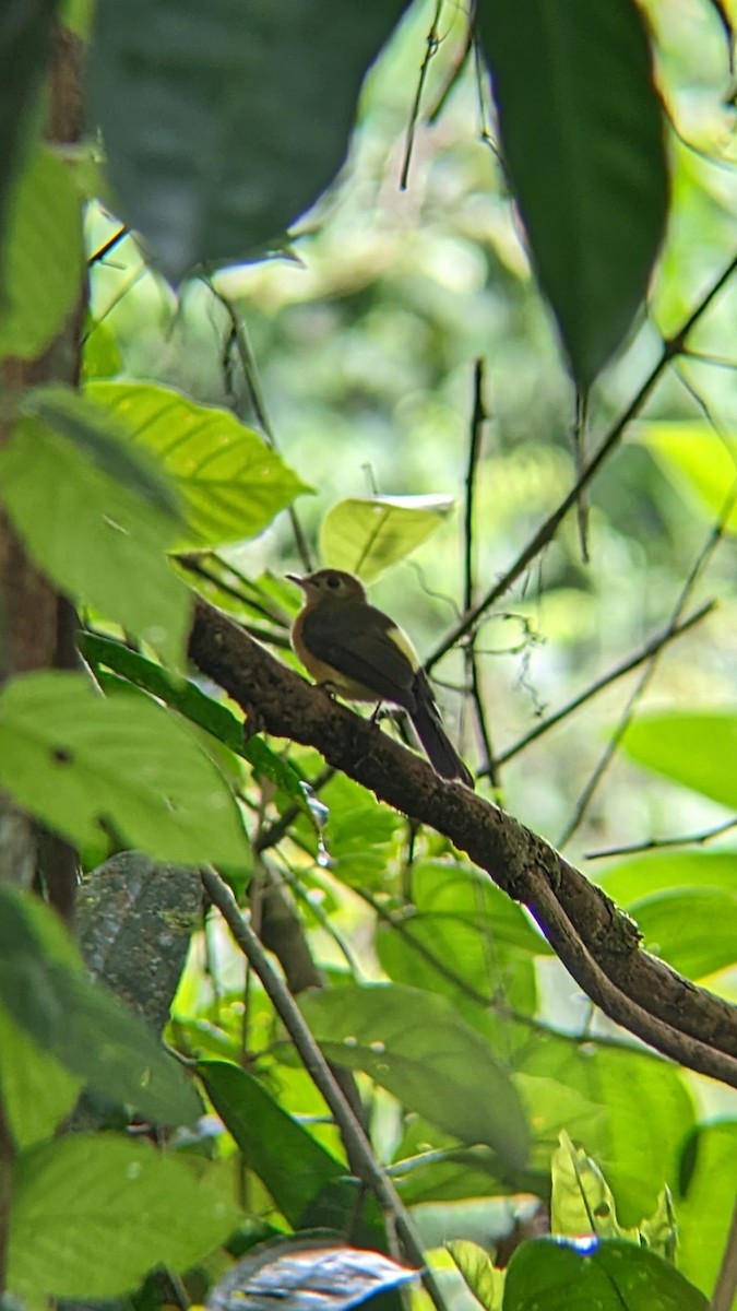 Sulphur-rumped Flycatcher - ML512774101