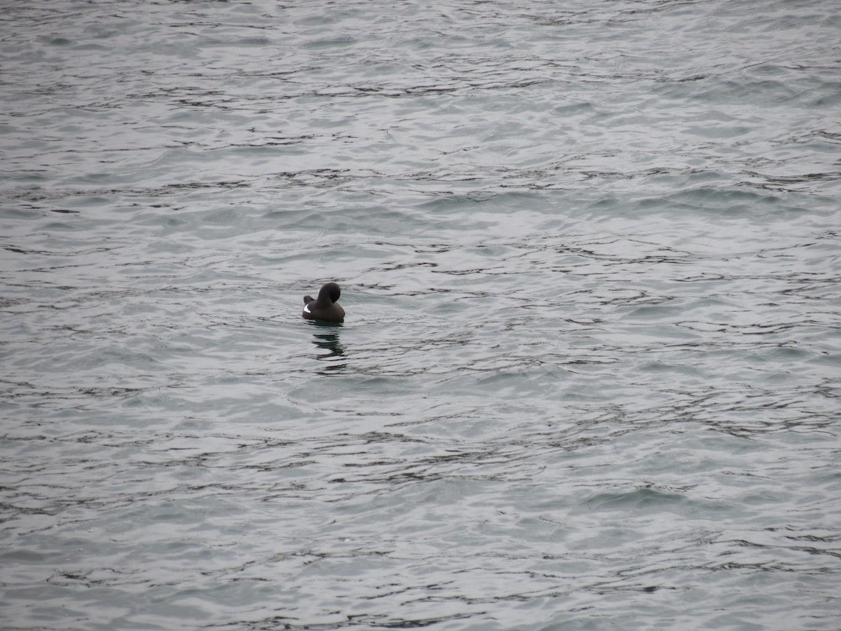 Black Guillemot - ML512775201