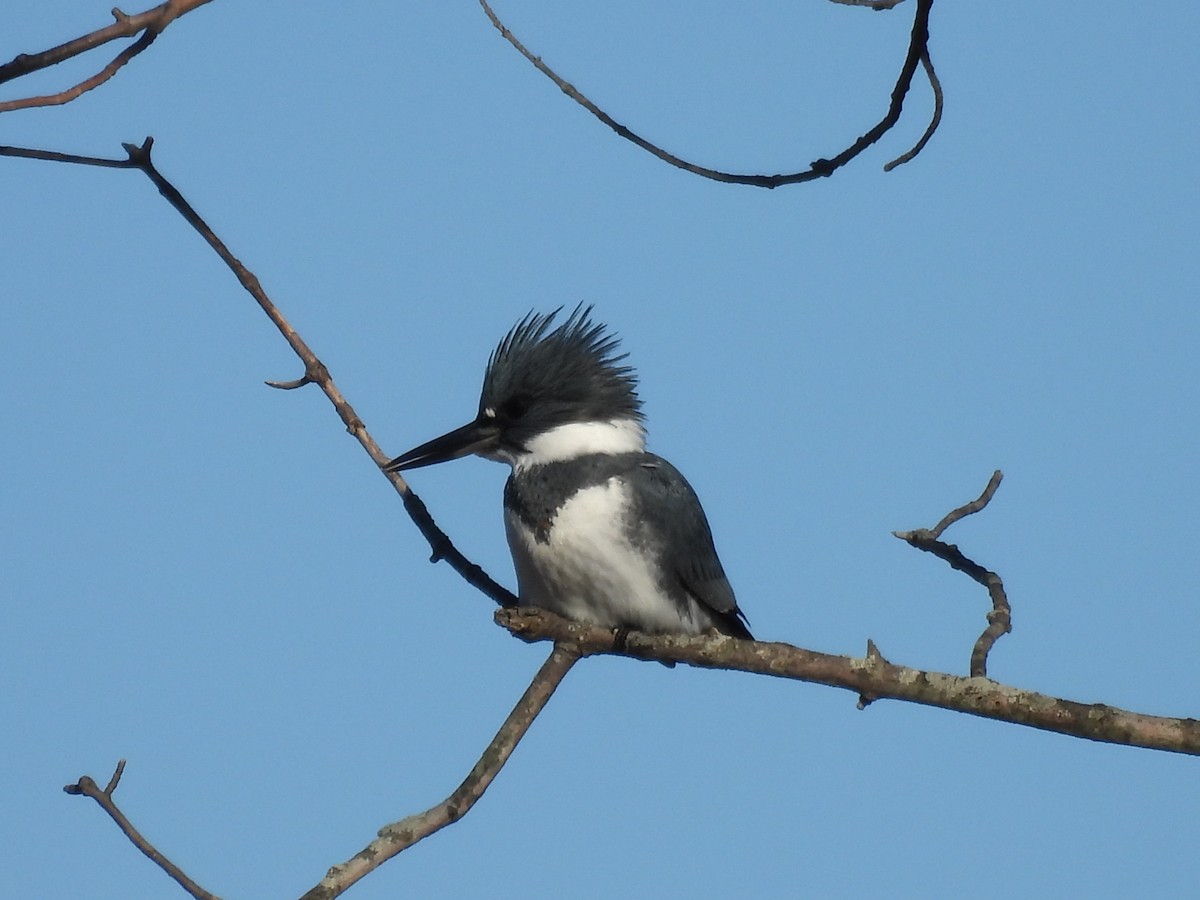 Belted Kingfisher - ML512775361