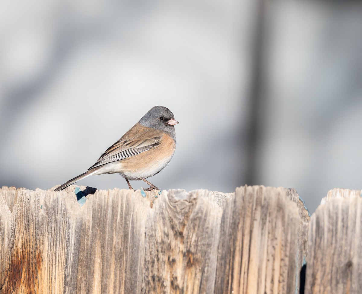 Dark-eyed Junco - ML512775751