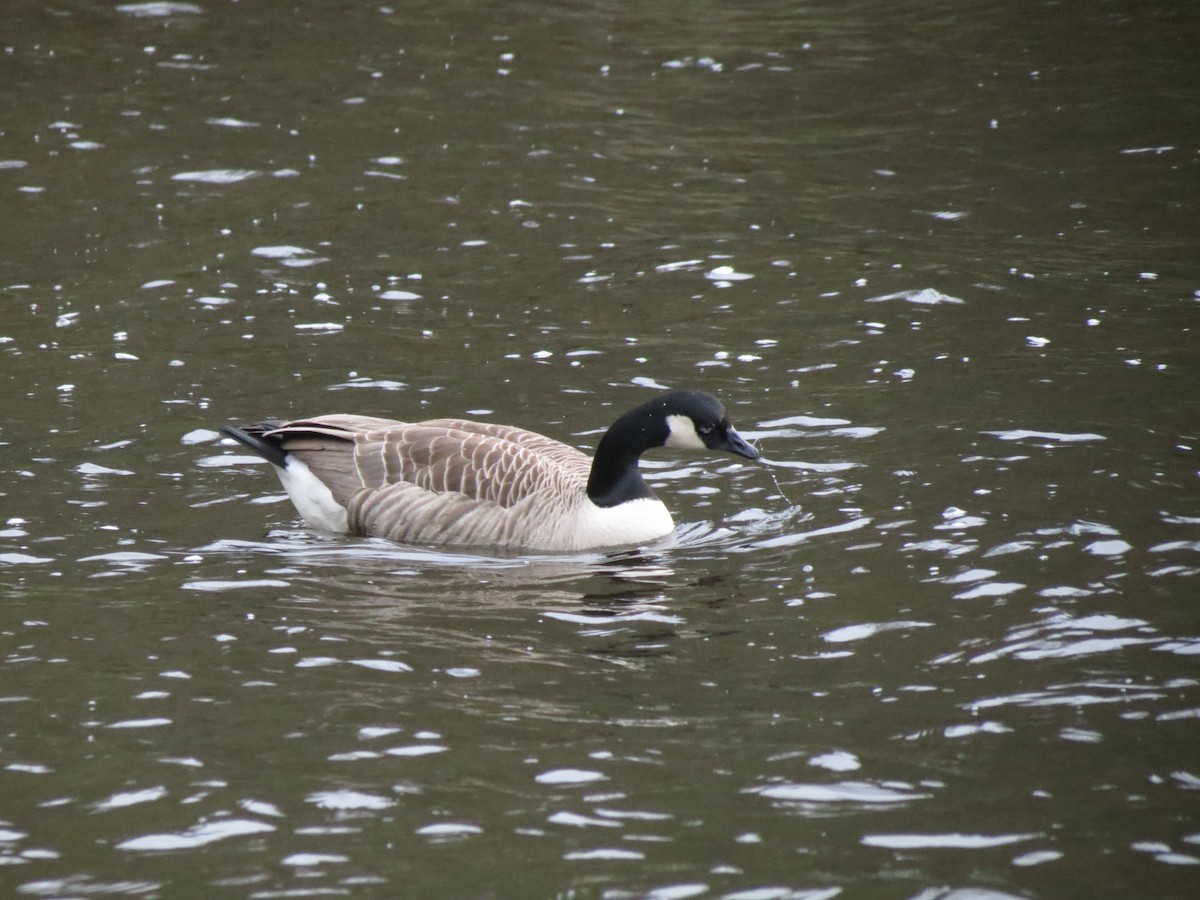 Canada Goose - ML512776281