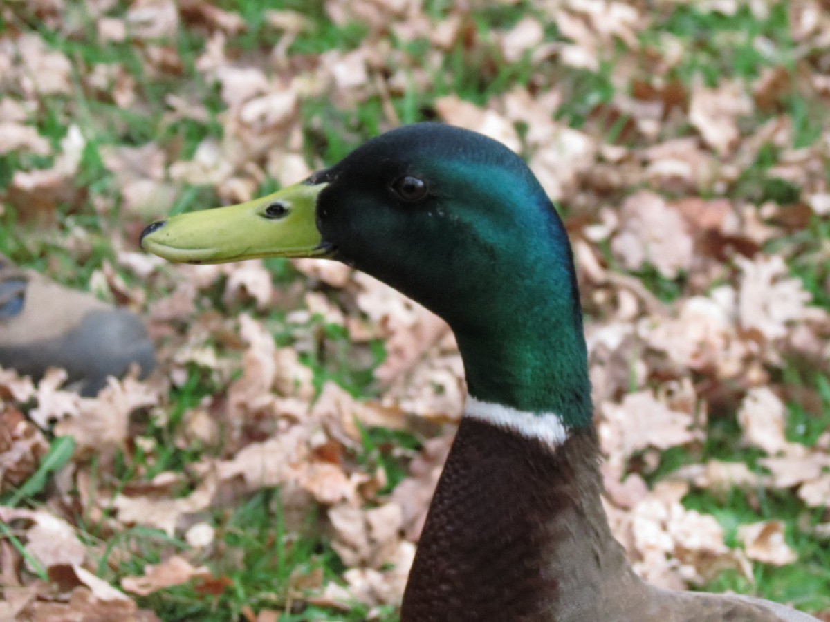 Canard colvert - ML512776321