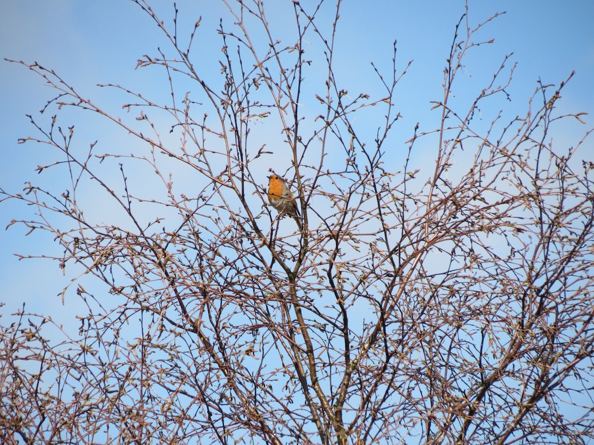 European Robin - ML512776361