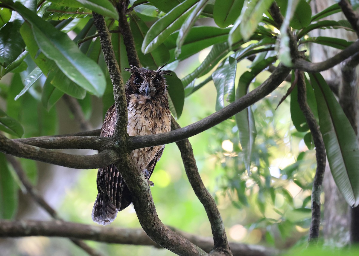 Madagascar Owl - Brendan Ryan