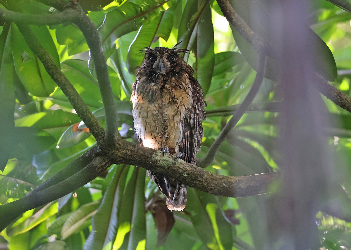 Madagascar Owl - Brendan Ryan