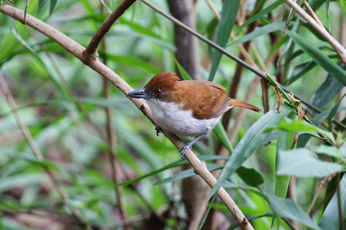 Great Antshrike - ML512778101