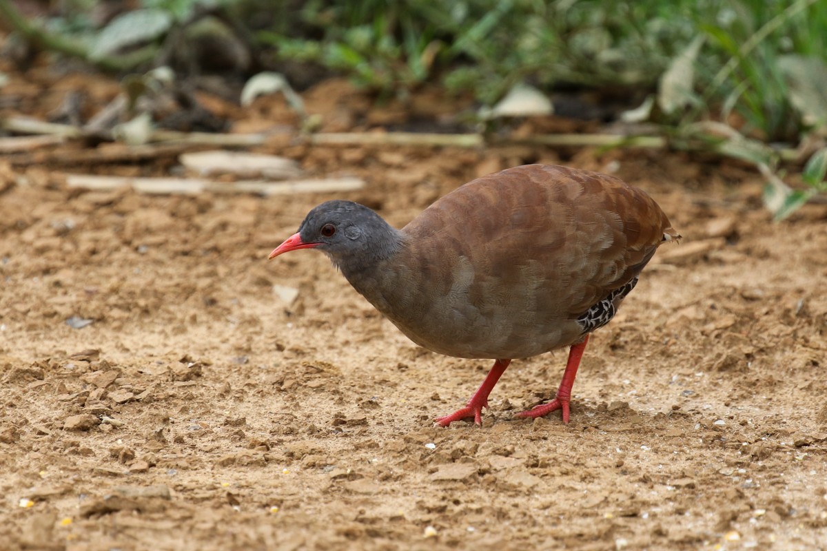 Small-billed Tinamou - ML512778491