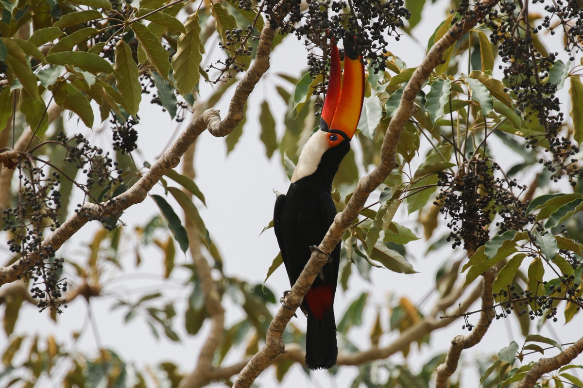 Toucan toco - ML512778731