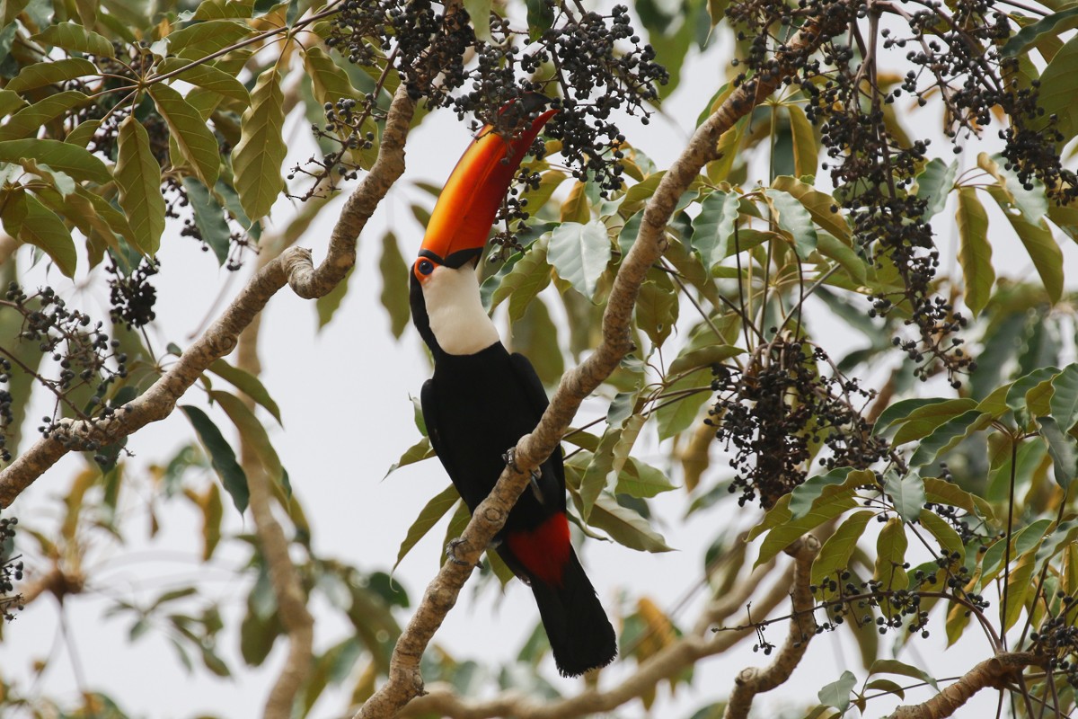 Toco Toucan - Raphael Lebrun