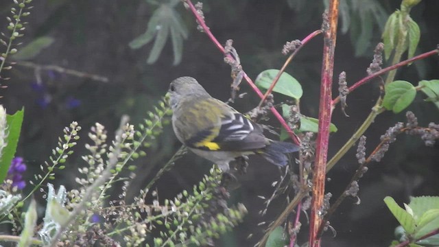 Andean Siskin - ML512779241