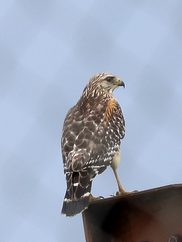 Red-shouldered Hawk - Glenn Mitchell