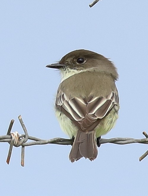 Eastern Phoebe - ML512781631