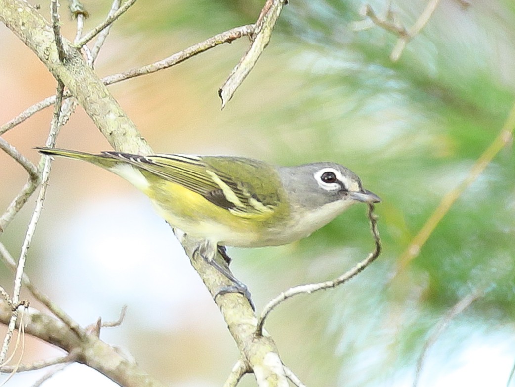 Blue-headed Vireo - ML512781781