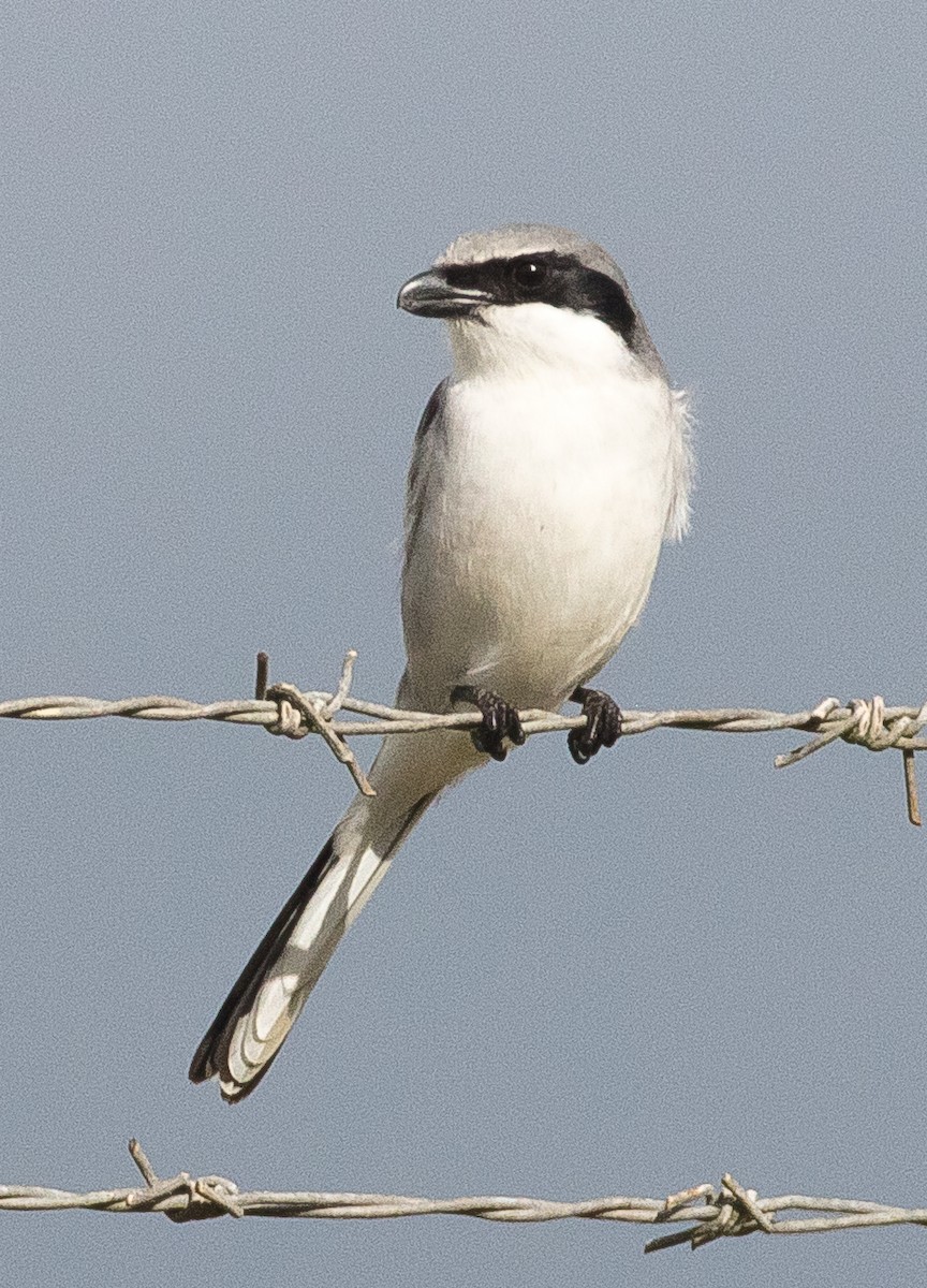 Loggerhead Shrike - ML512781831