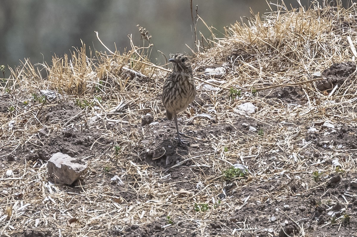 Stripe-headed Antpitta - Amed Hernández