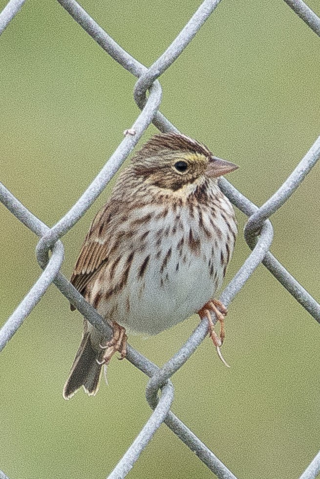 Savannah Sparrow - Glenn Mitchell