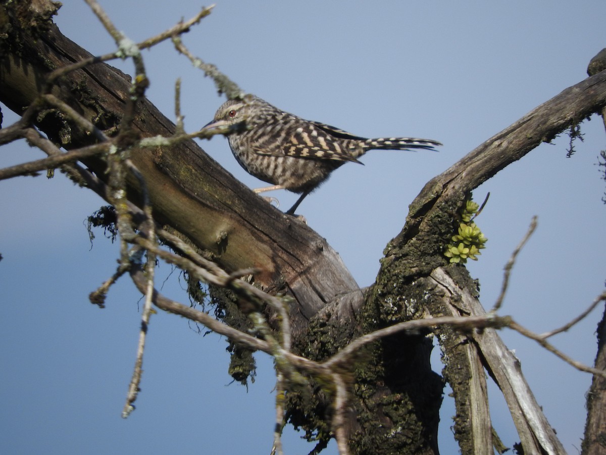 Gray-barred Wren - ML512784991