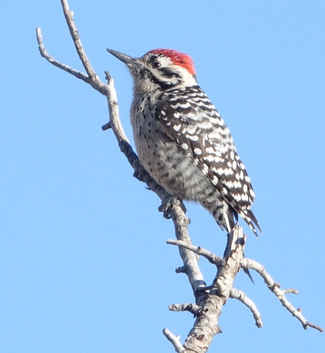Ladder-backed Woodpecker - ML512785651
