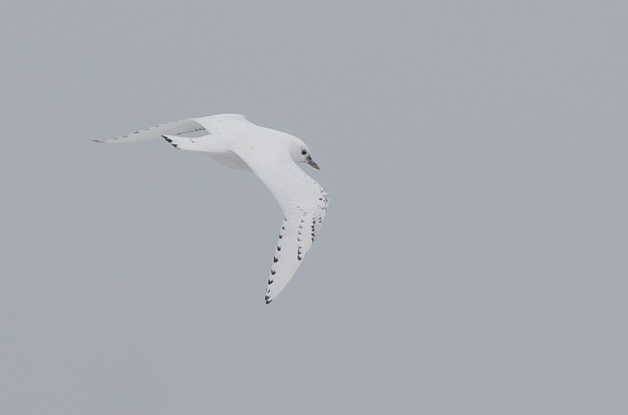 Ivory Gull - ML512786631