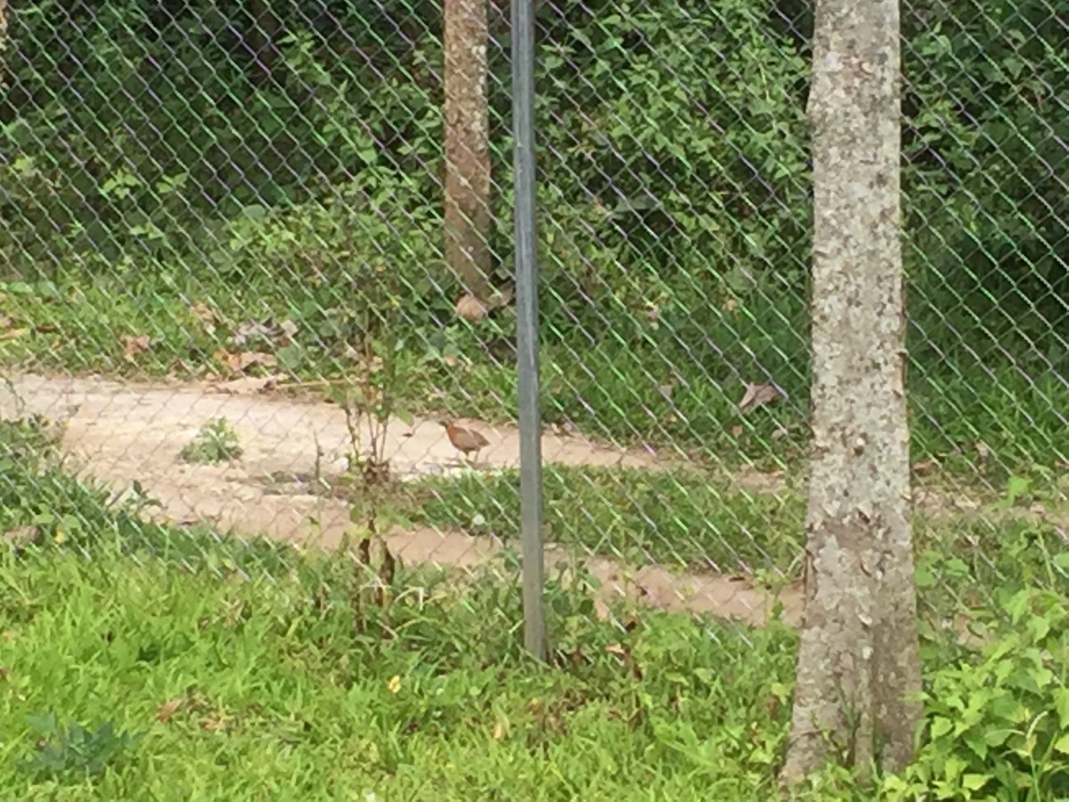 Spotted Buttonquail - ML51278851