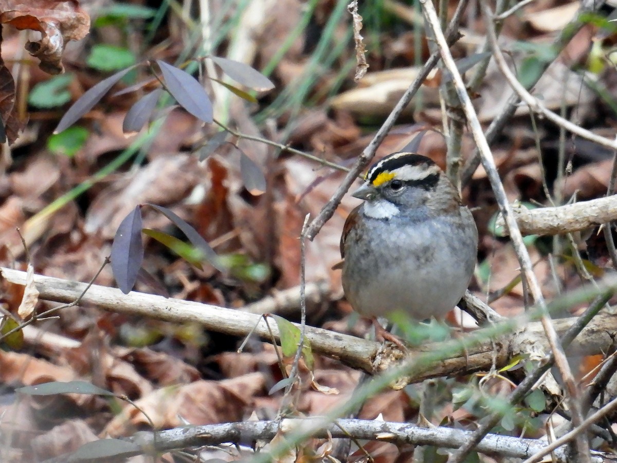 White-throated Sparrow - ML512788701