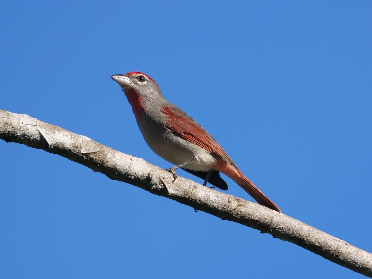 Rose-throated Tanager - ML512789301