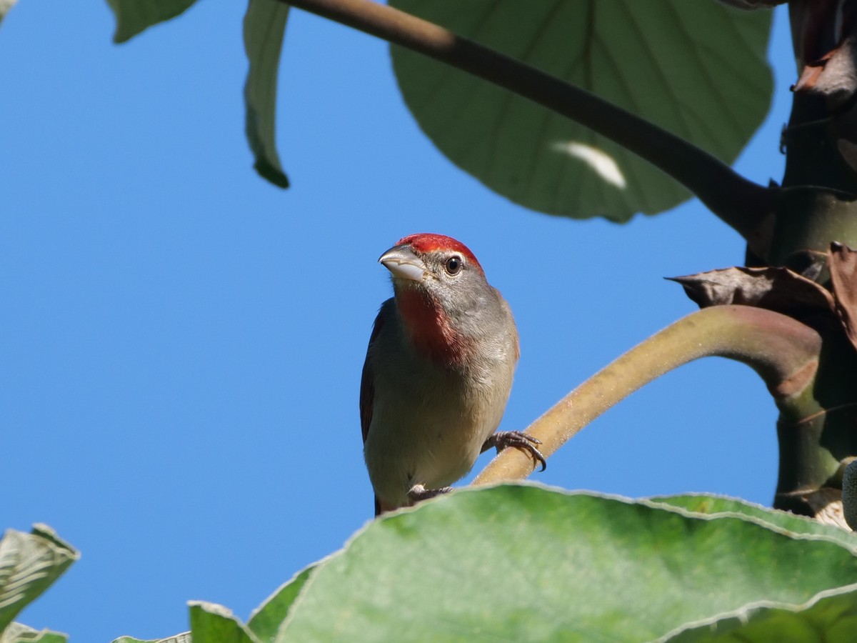 Rose-throated Tanager - ML512789311