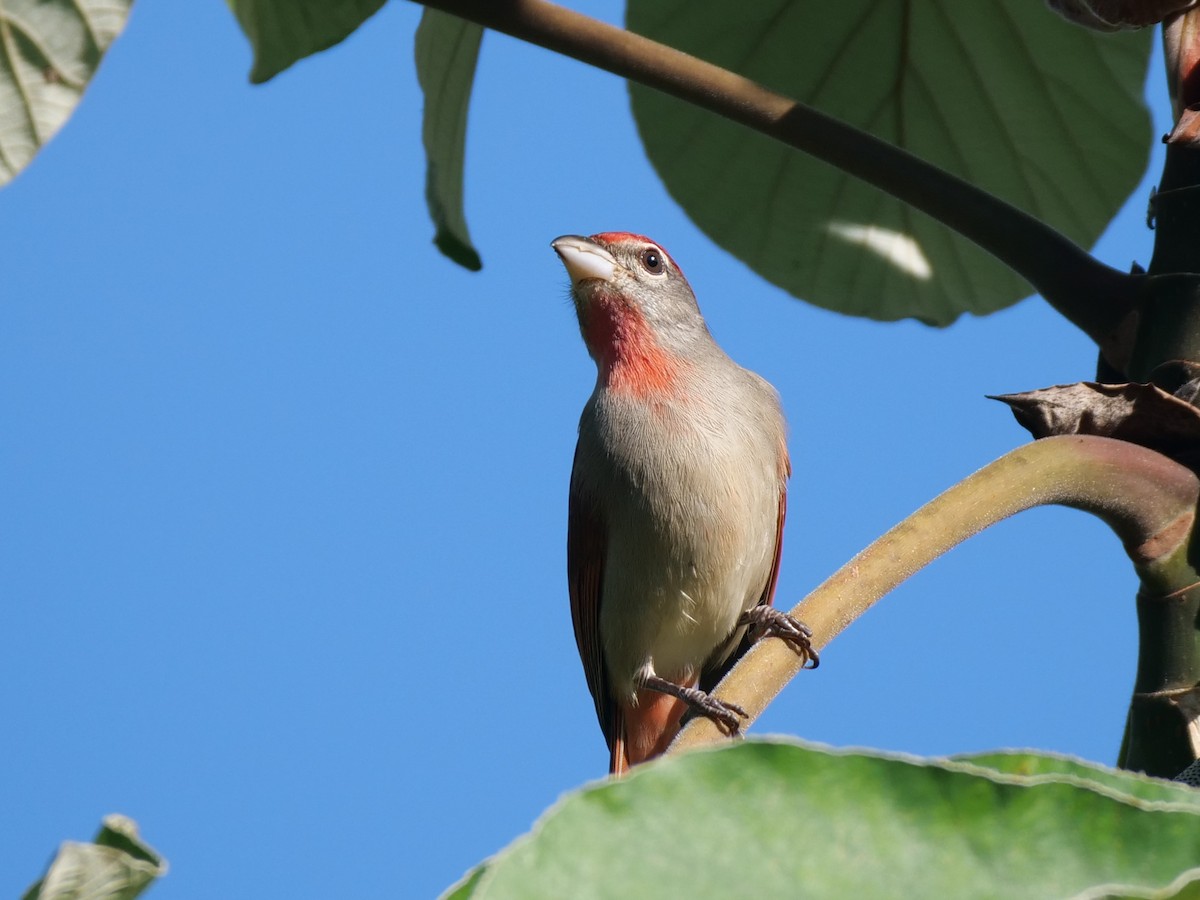 Rose-throated Tanager - ML512789321