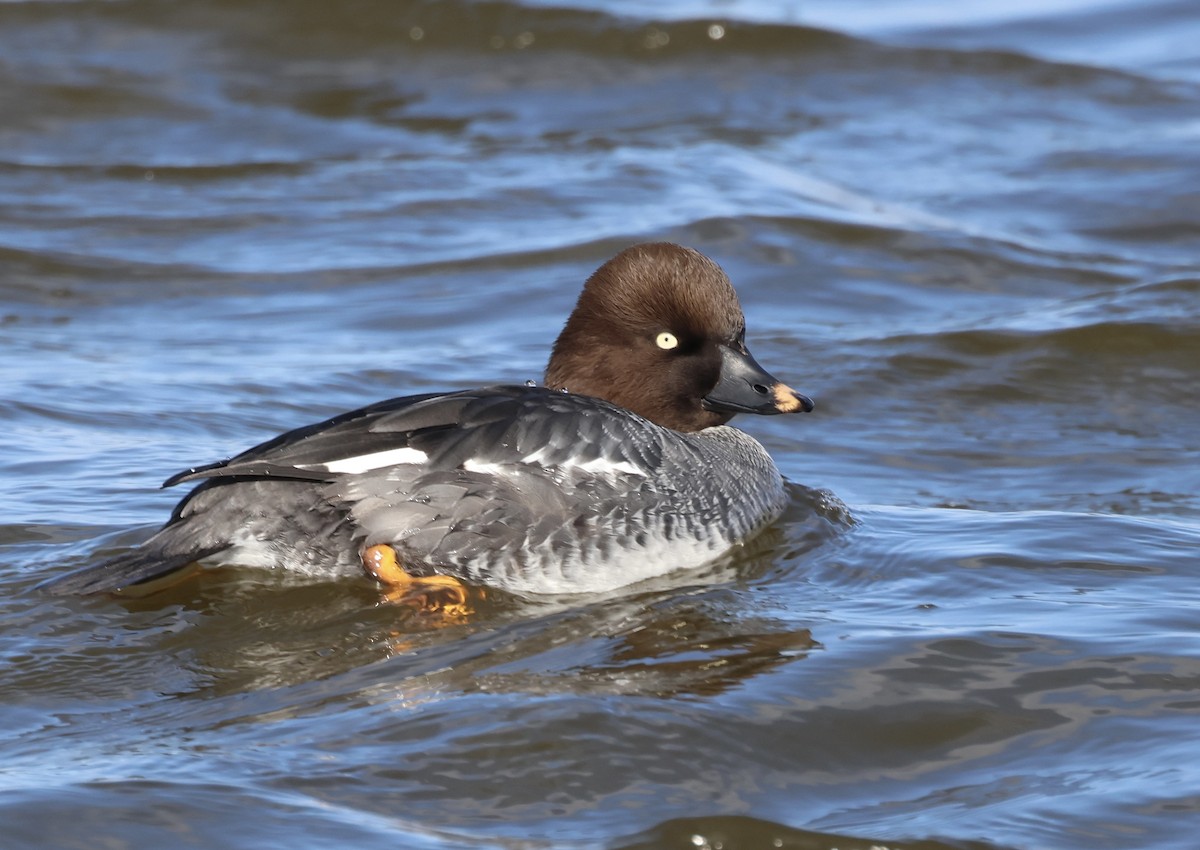 Common Goldeneye - ML512790171