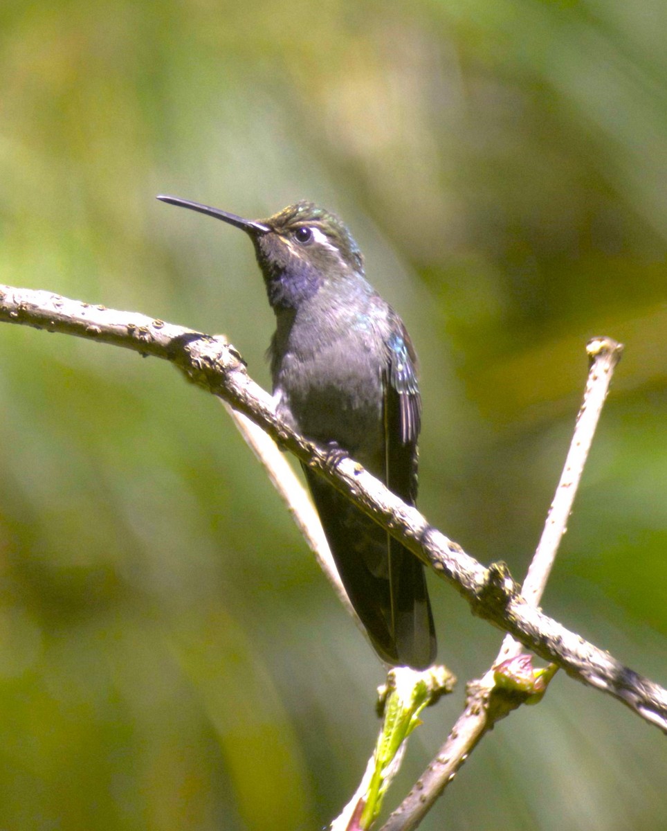 Blue-throated Mountain-gem - Sue Riffe