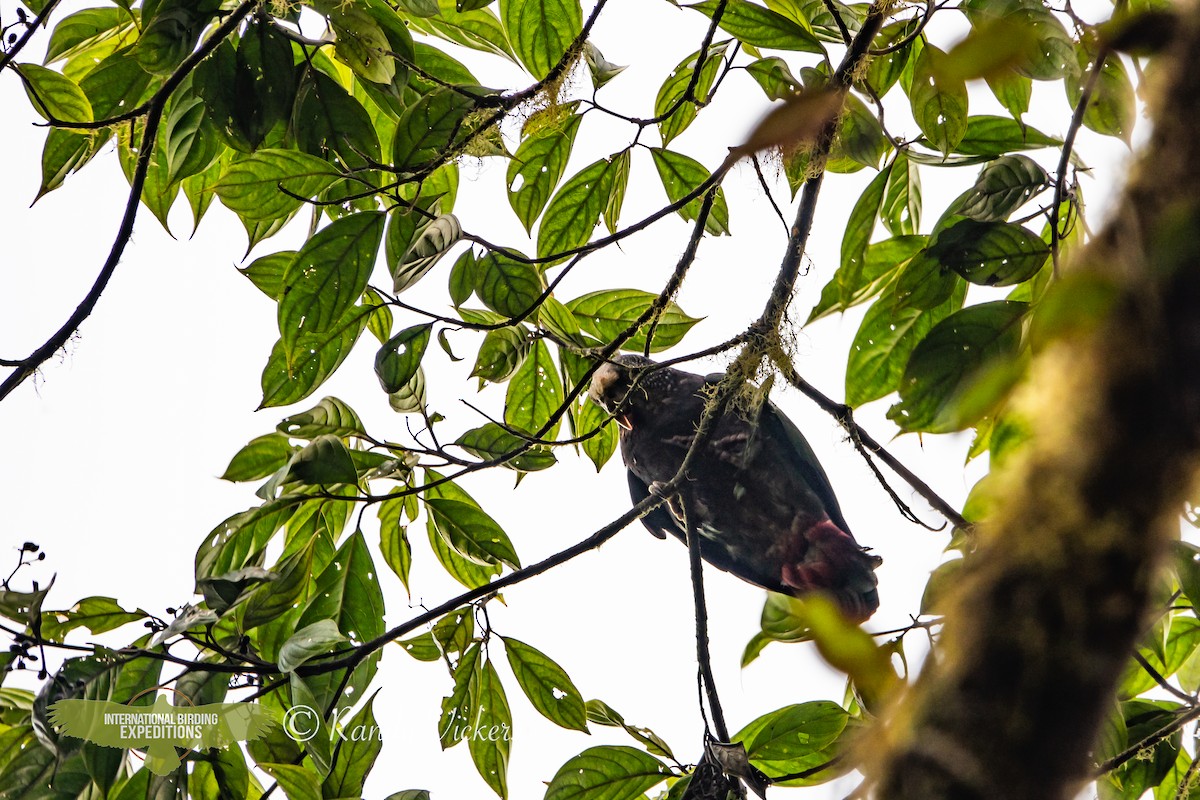 Speckle-faced Parrot - ML512790761