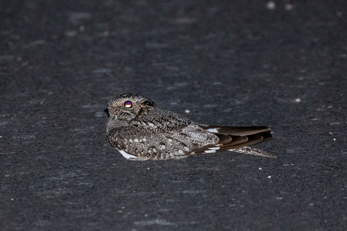 Lesser Nighthawk - Thomas Gonye