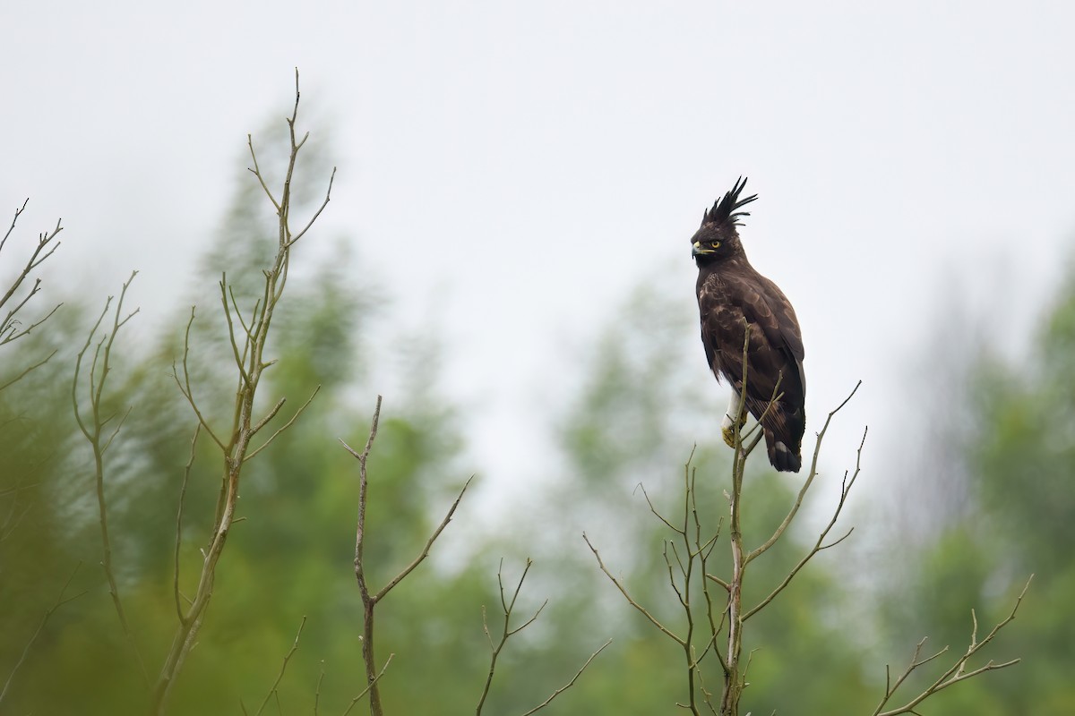 Long-crested Eagle - ML512791631