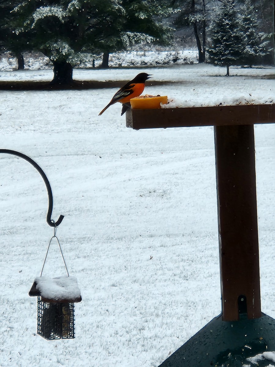 Baltimore Oriole - Tim Liguori