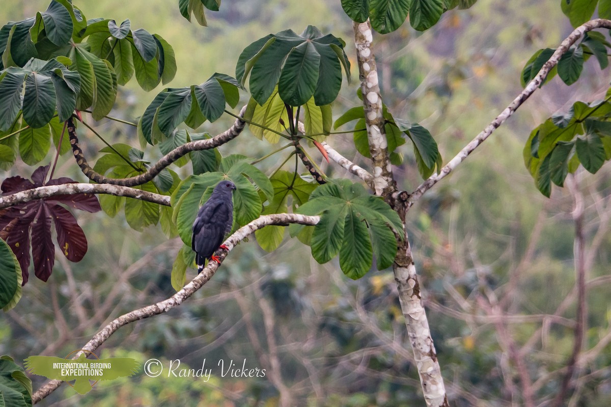 Plumbeous Hawk - ML512792911