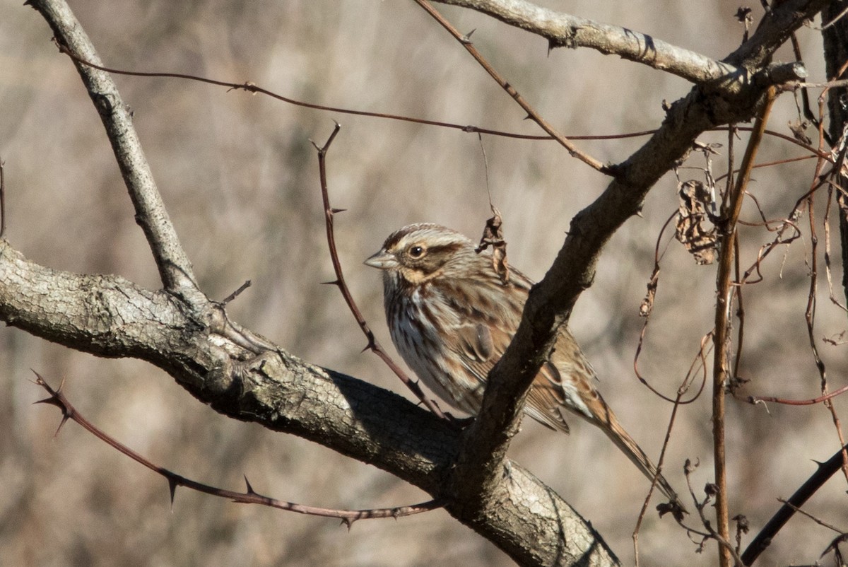 Song Sparrow - ML512793701