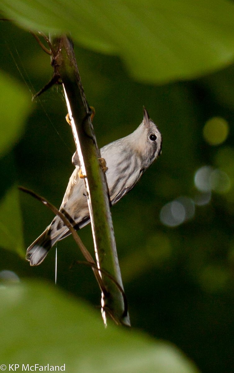 Black-and-white Warbler - Kent McFarland