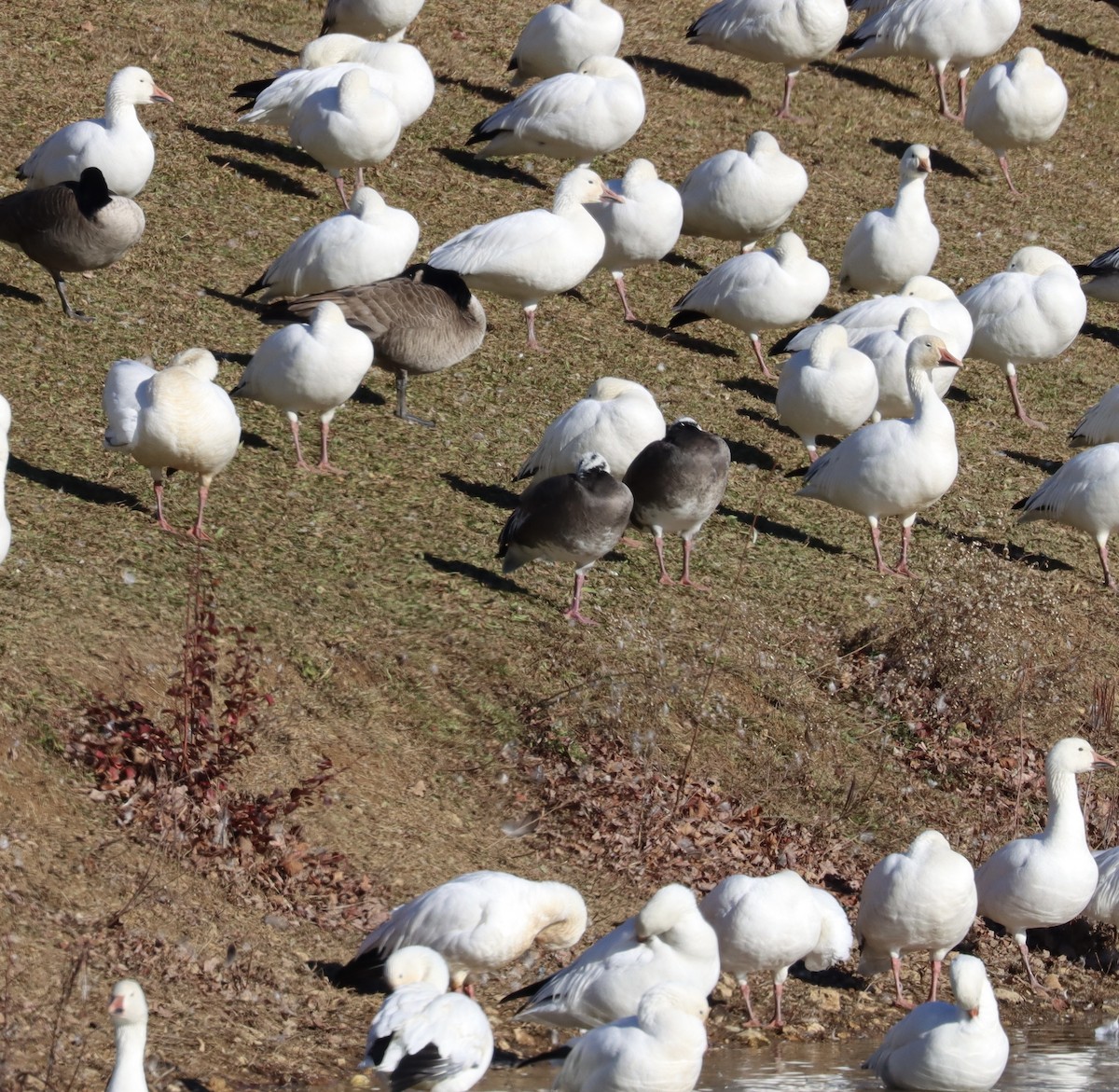 Snow Goose - Jeff Vinosky