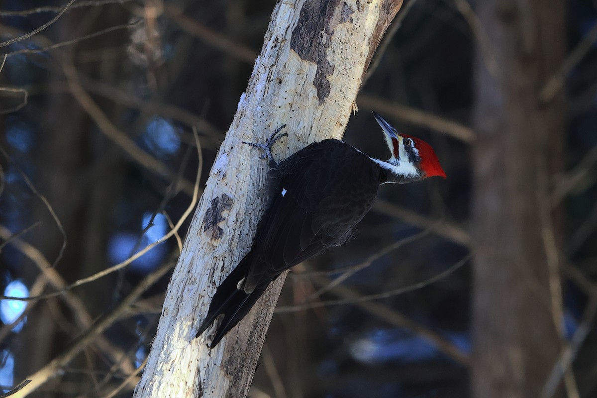 Pileated Woodpecker - ML512796651