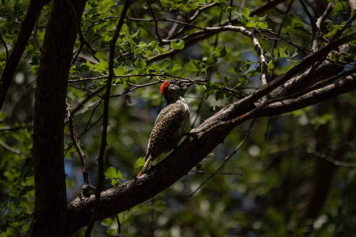 Golden-tailed Woodpecker - Roberto Corvino