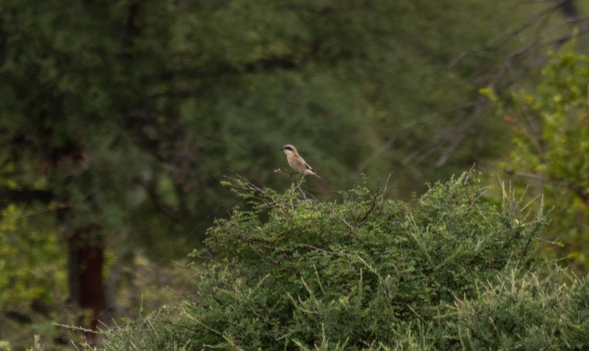 Lesser Gray Shrike - ML512800491