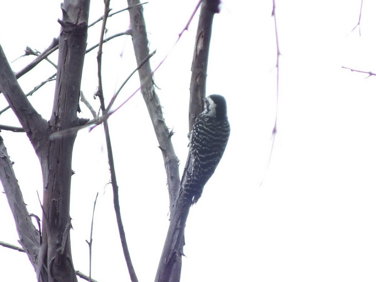 Striped Woodpecker - ML512800721