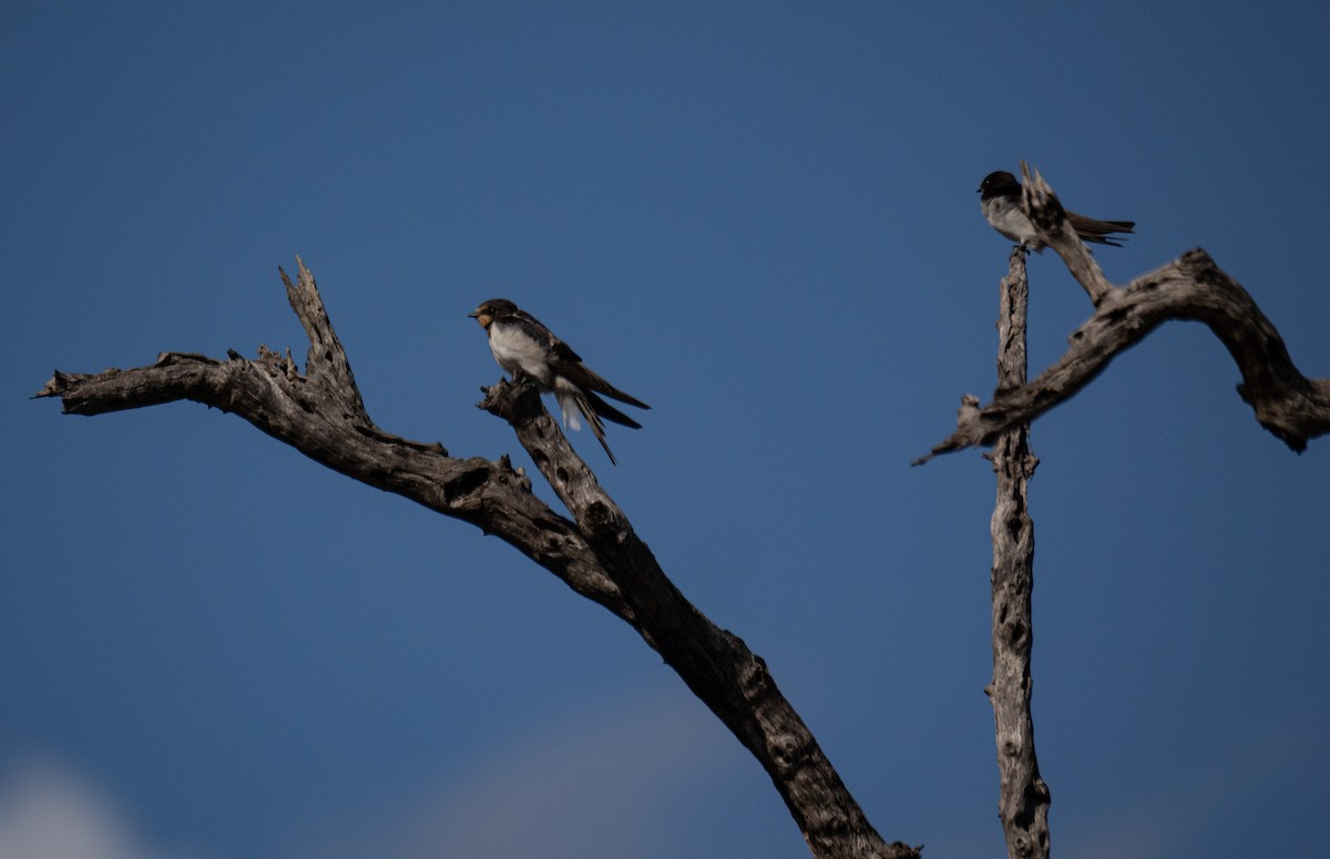 Barn Swallow - ML512801041