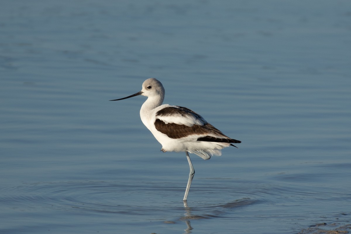 American Avocet - Thomas Gonye