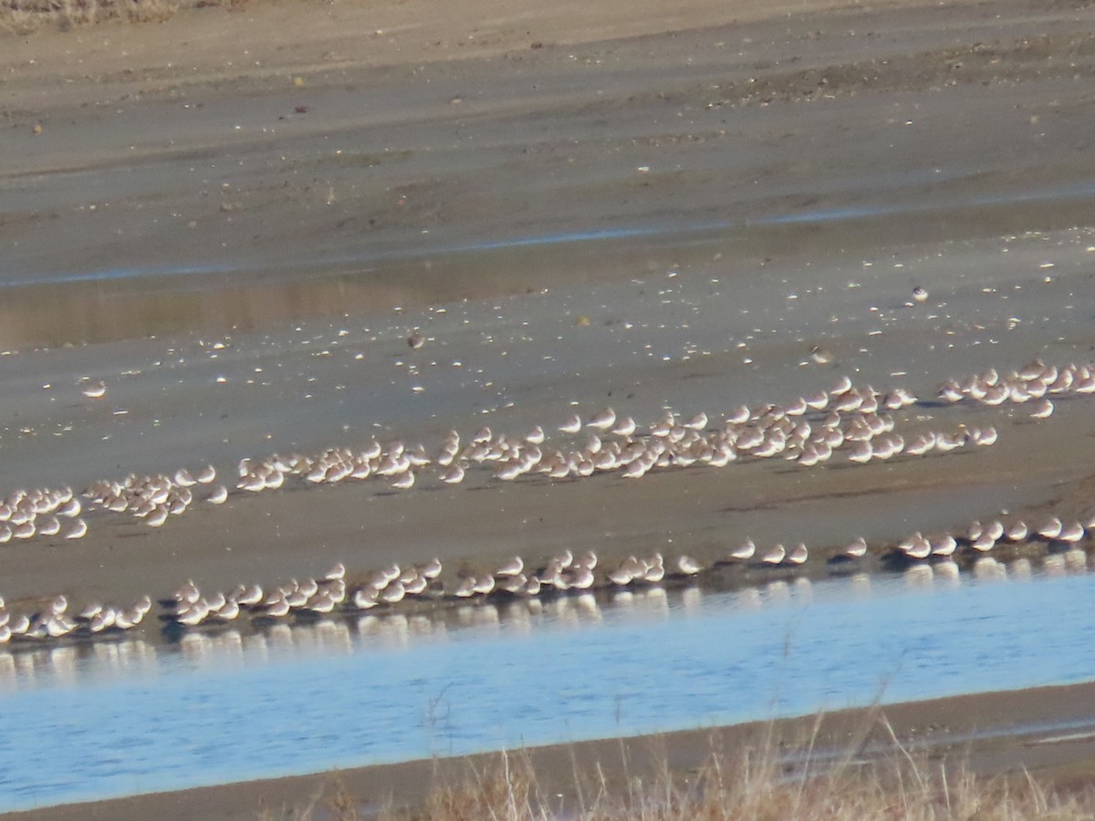 Charadriiformes, unbestimmt - ML512802921