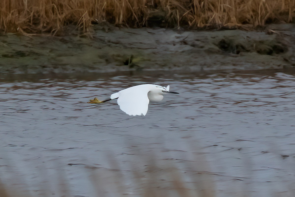 Little Egret - ML512803631