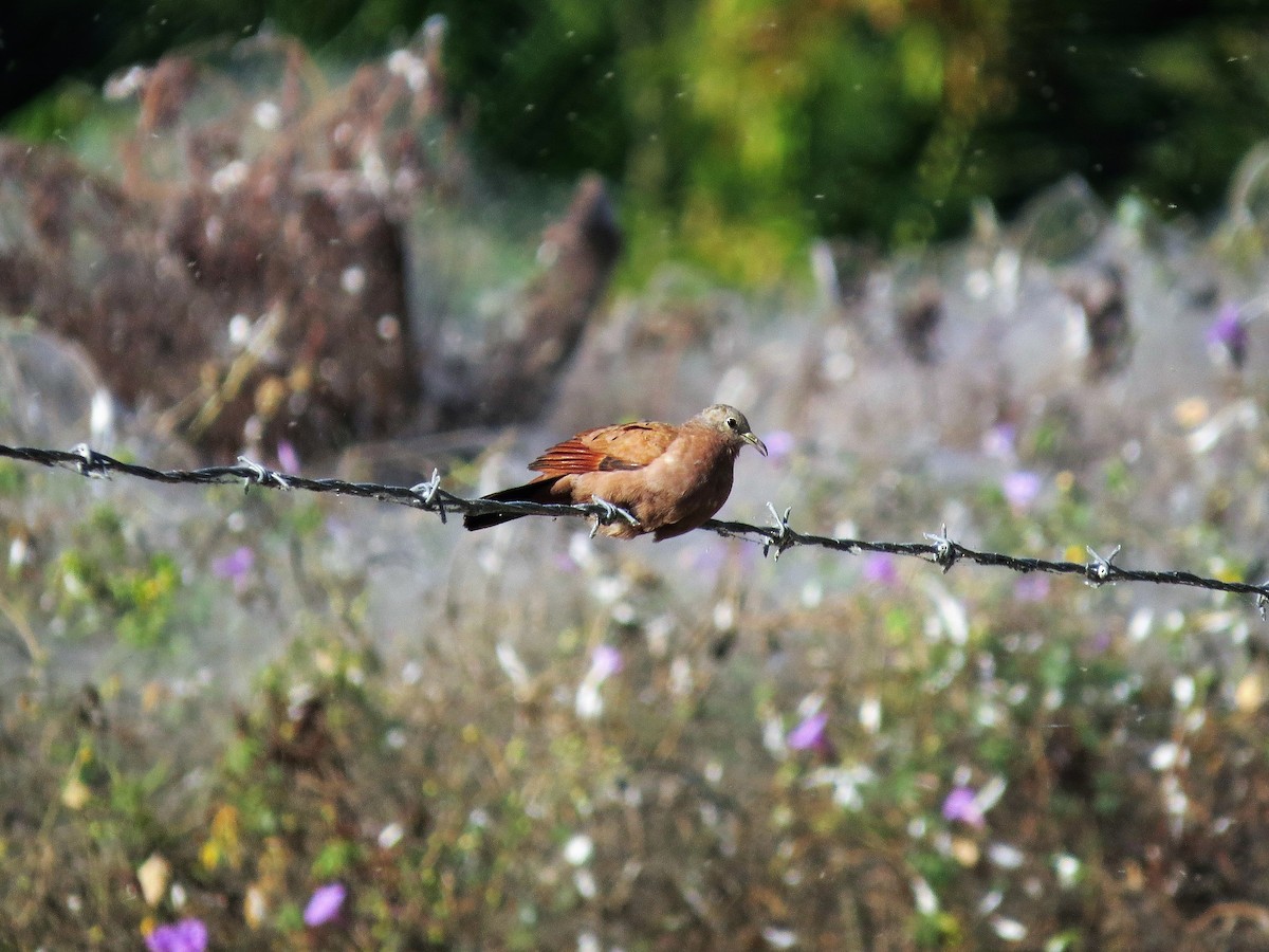 Ruddy Ground Dove - Alex Loya