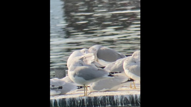 Gaviota Californiana - ML512804081