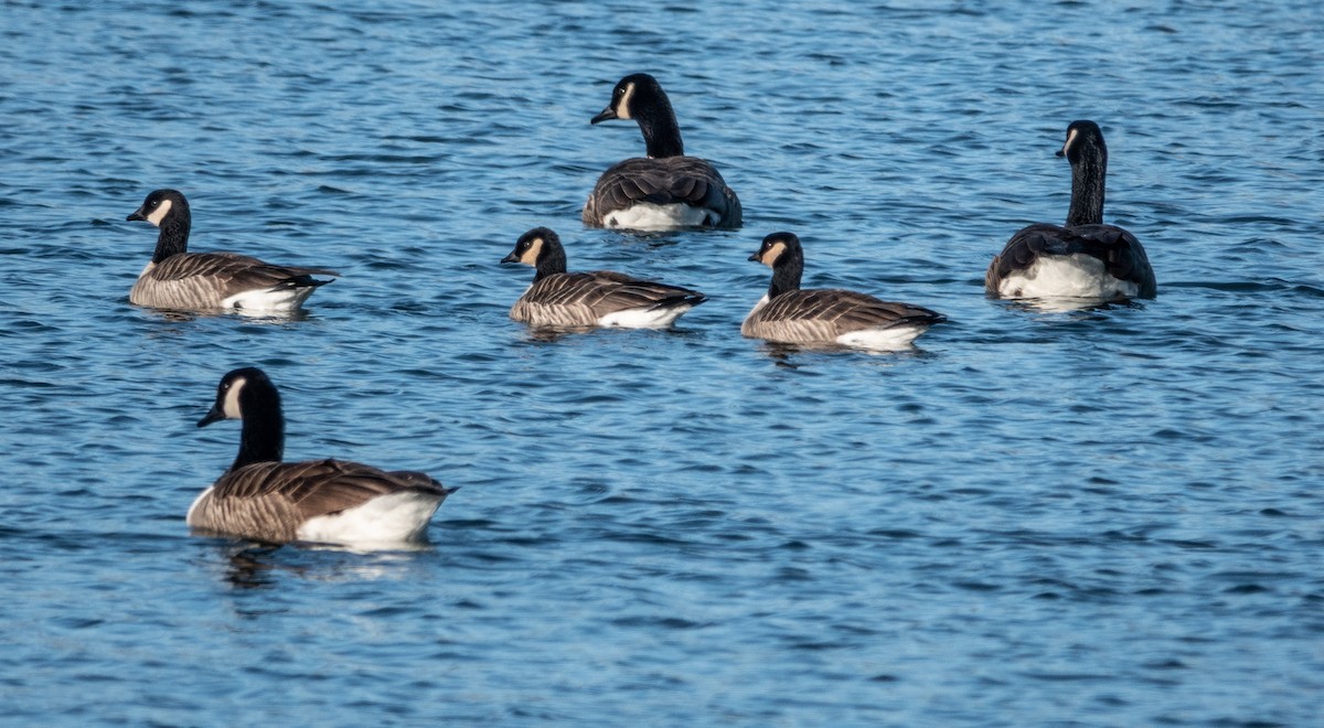 Cackling Goose - Gale VerHague